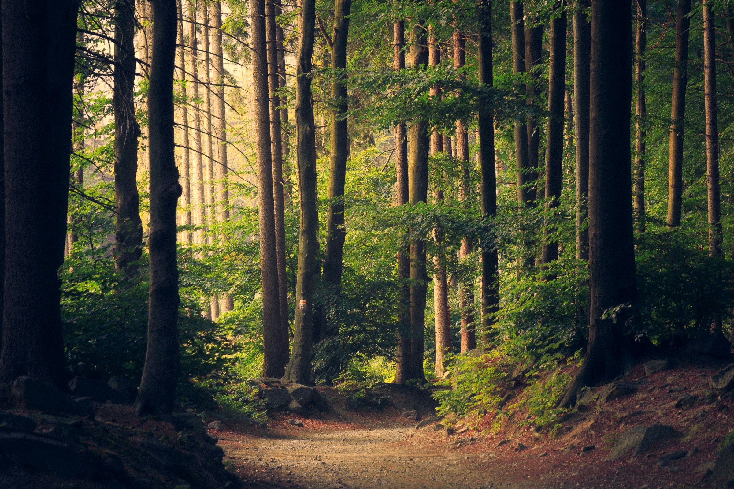 Layers of trees and vegetation in a sunlit forest