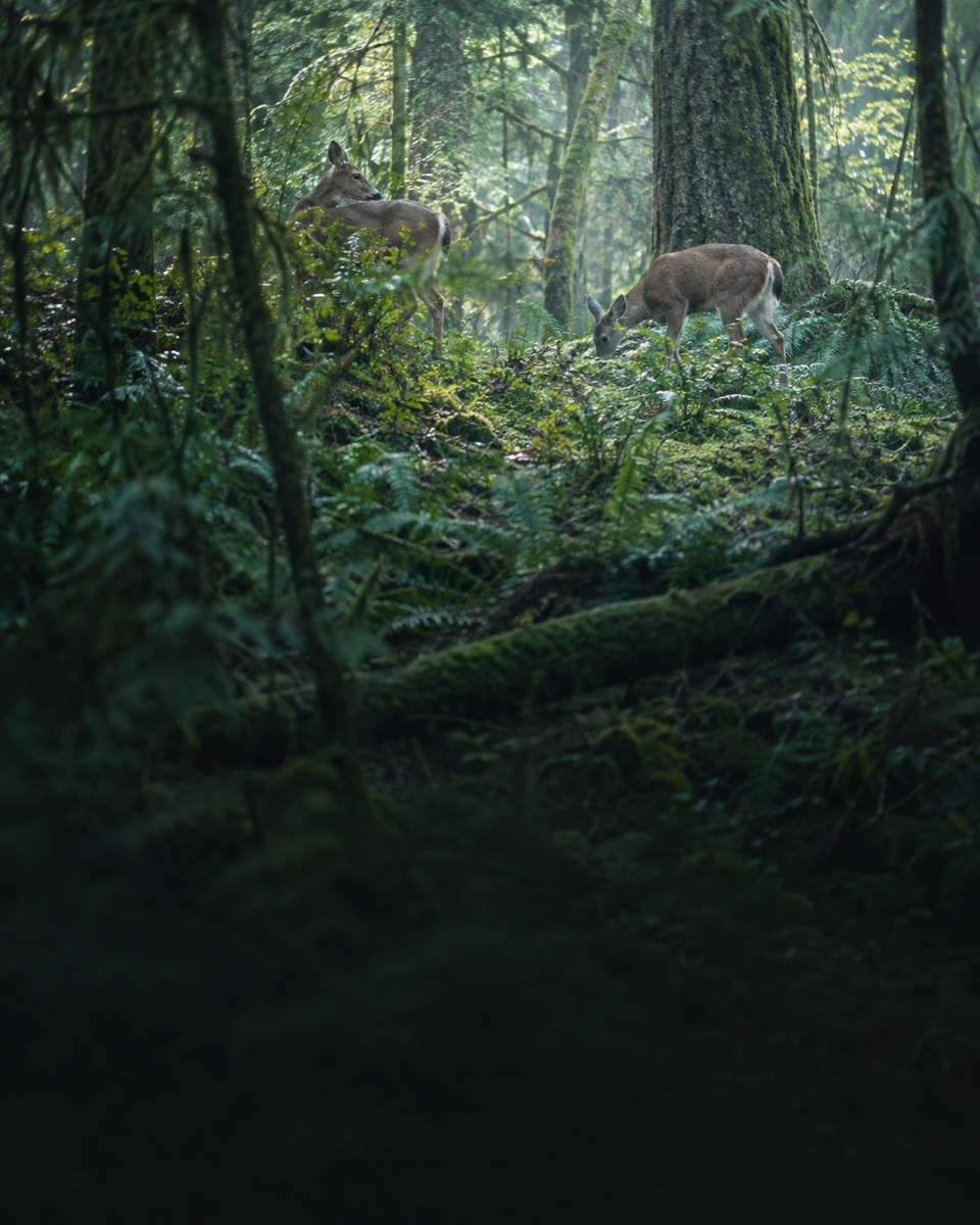 Deer grazing and observing their surroundings through woodland foliage